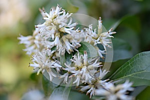 Japanese Pachysandra terminalis, close-up white flowers photo